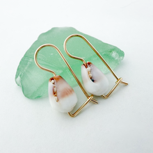 Load image into Gallery viewer, Shell Euros